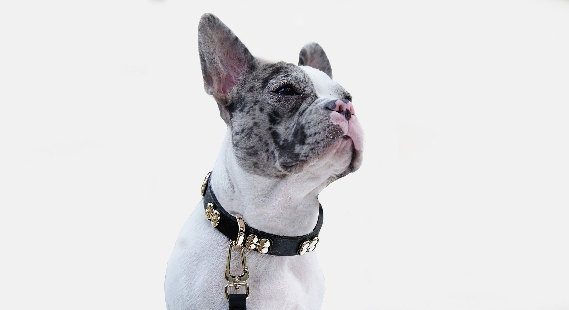 Boneflex Signature Collars