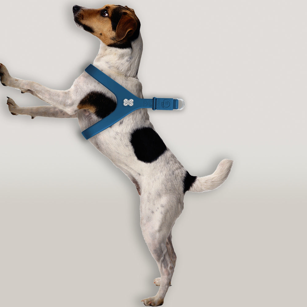Boneflex Ultra Peacock Harness