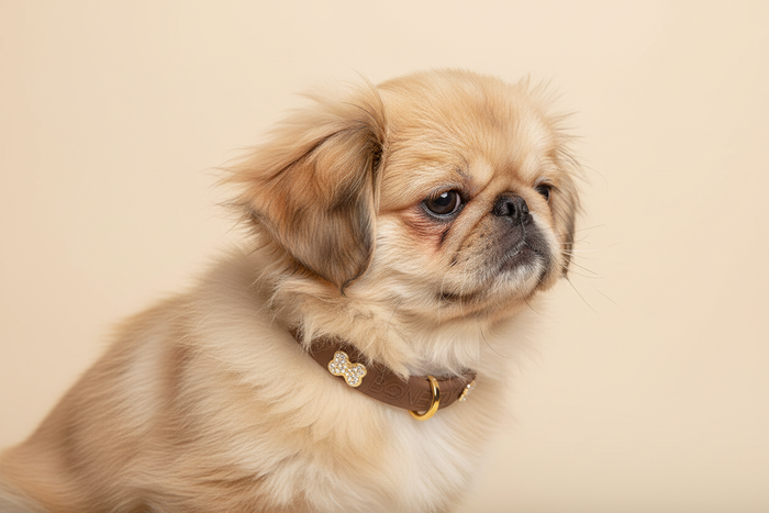 Home | BONEFLY - The active luxury lifestyle dog brand