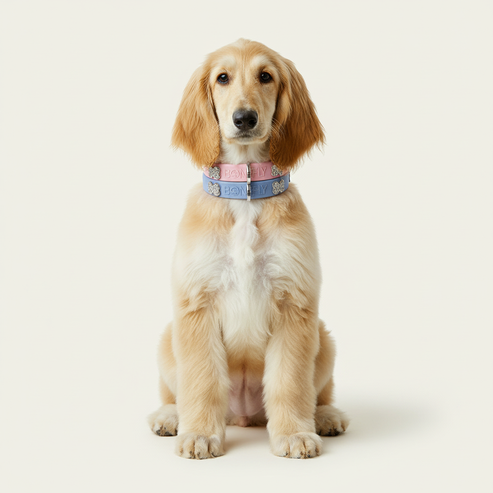 Home | BONEFLY - The active luxury lifestyle dog brand